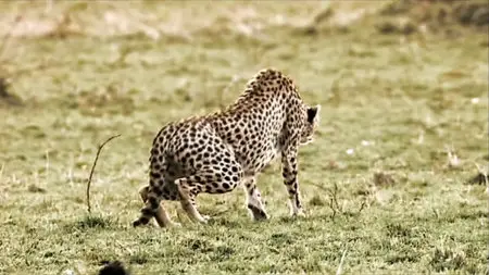 BBC: Cheetahs: Fast Track to Freedom (2006)