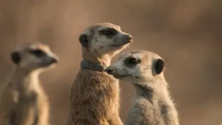 Meerkat Manor: Rise of the Dynasty S01E09