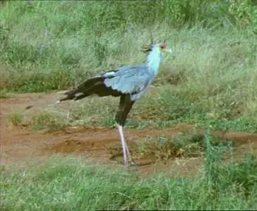 Прирожденные охотники. Диск 3