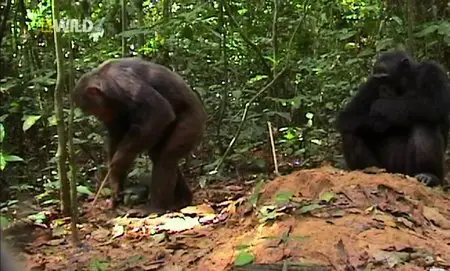 National Geographic - Ape Genius