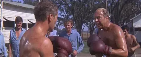Cool Hand Luke (1967)