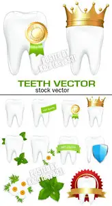 Teeth vector