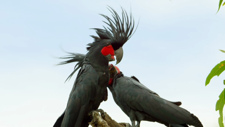 BBC - Australia: Earth's Magical Kingdom (2019)