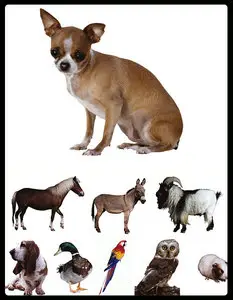 Animal 3