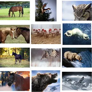 Wallpapers Animals. Set 22