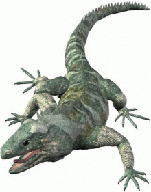 Iguana 