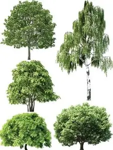 Vegetation in the vector: Trees
