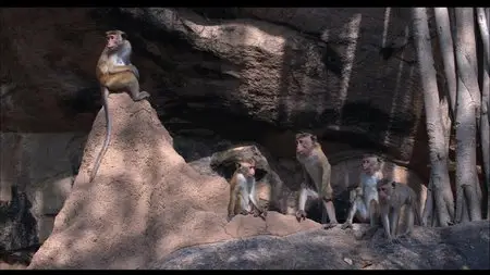 Disneynature: Monkey Kingdom (2015)