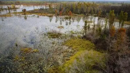 National Geographic - Wild Swamplands (2013)