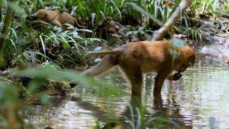 Mysteries Of The Mekong - Thailand: Nature's Crossroads (2017)