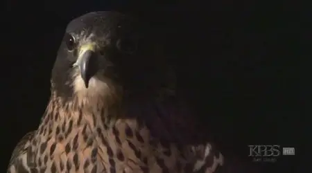 PBS - Nature: Raptor Force (2007) [repost]