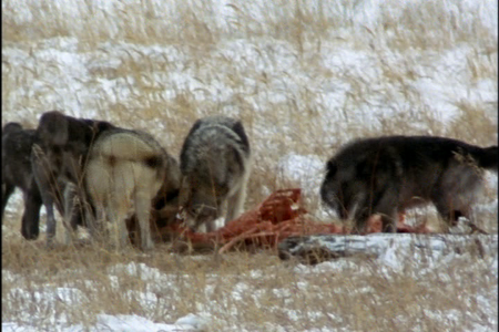 National Geographic - Wolves A Legend Returns To Yellowstone (2007)