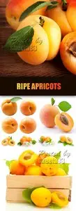 Stock Photo - Ripe Apricots