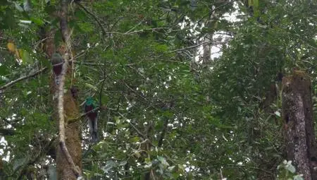 Terranoa - Costa Rica: Wildlife under the Rainbow (2018)