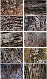 Tree Bark Textures