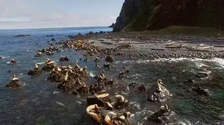 CBC The Nature of Things - The Wild Canadian Year: Summer (2017)