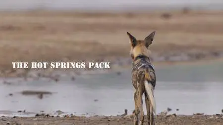 National Geographic - Africa's Hunters: The Hot Springs Pack (2017)