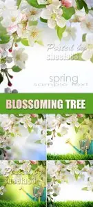 Stock Photo - Blossoming Apple Tree
