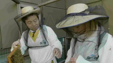BBC - Springwatch in Japan: Cherry Blossom Time (2017)