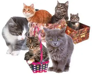 Cats PNG Collection