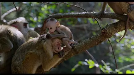 Disneynature: Monkey Kingdom (2015)