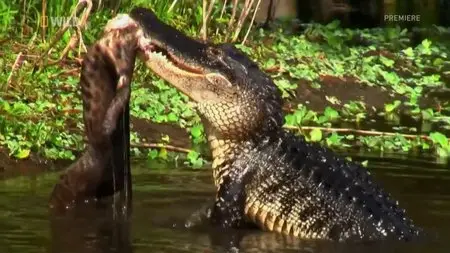 National Geographic - Wild Swamplands (2013)