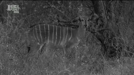 Karina - Wild on Safari - S01E08