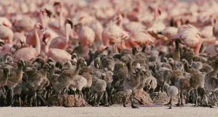 The Crimson Wing: Mystery of the Flamingos (2008)