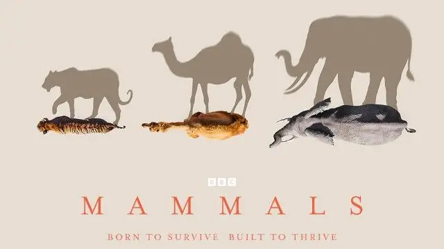 BBC - Mammals (2024) / AvaxHome