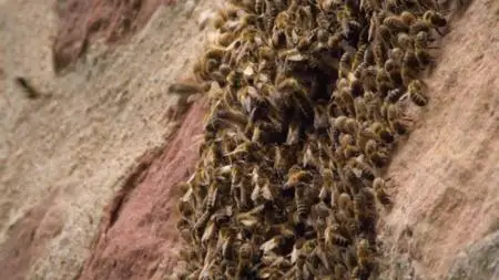 Wild Castles S01E01