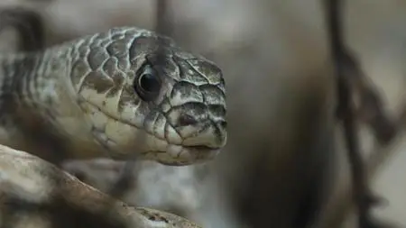 Deep in the Heart: A Texas Wildlife Story (2022)