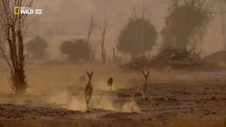 National Geographic - Africa's Hunters: The Hot Springs Pack (2017)