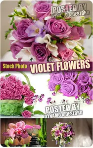 Violet Flowers - Stock Photo
