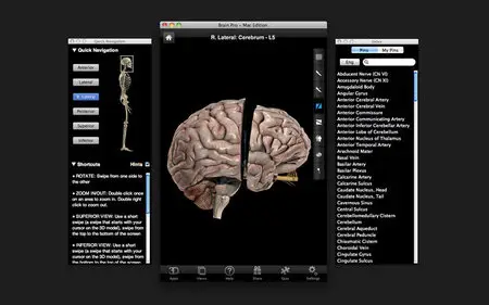 Brain Pro v1.0 Mac OS X