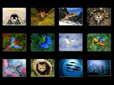 Animals assorted Wallpapers (1600x1200)