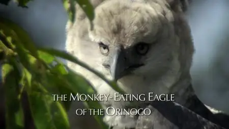 BBC Natural World - The Monkey-Eating Eagle of the Orinoco (2010)