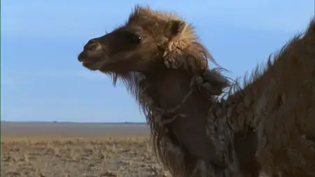 Wild Asia: The Arid Heart (2010)