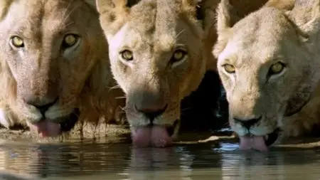 BBC - Inside the Animal Mind (2014)