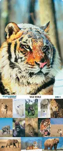 Digital Vision | DV611 | Wild World