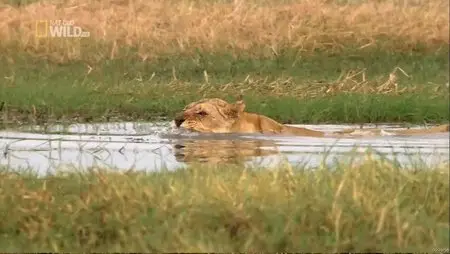 National Geographic Wild - Swamp Lions (2012)