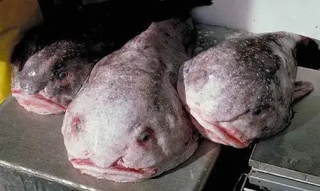 Strange Fish Pictures 