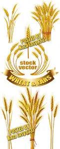 Wheat