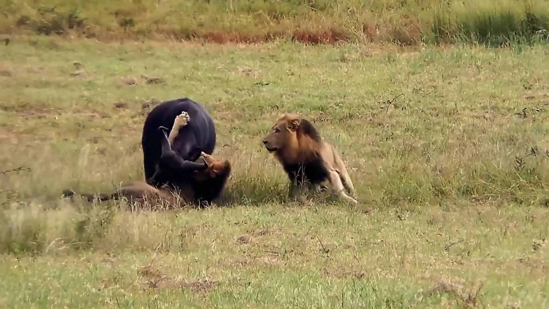 Прирожденные короли. Африканский буйвол против носорога. Буйвол против Львов видео Дагестанский перевод.
