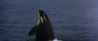 Free Willy 2: The Adventure Home (1995)