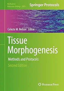 Tissue Morphogenesis: Methods and Protocols