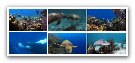 Wild Caribbean. Reefs and Wrecks