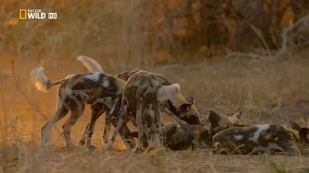 National Geographic - Africa's Hunters: The Hot Springs Pack (2017)