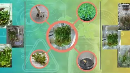 Industrial Plant Tissue Culture Practices