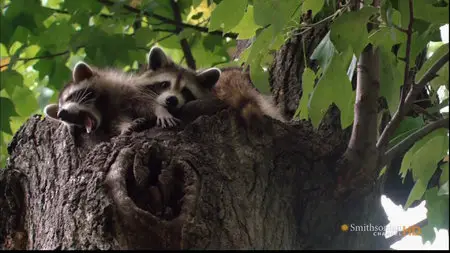 America Wild and Wacky – Punkins and Road (2011)