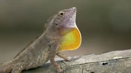 Smithsonian Channel - Laws of the Lizard (2017)